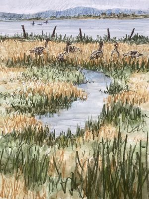 Pink Footed Geese